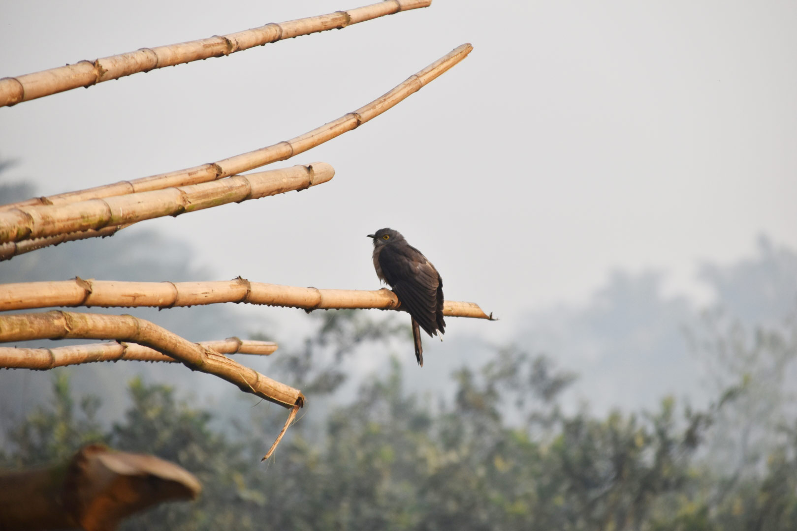 দিনের ছবি (১৬ ফেব্রুয়ারি, ২০২৩)