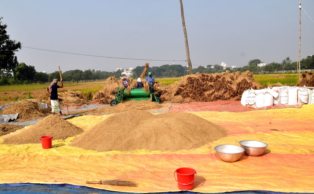 সকাল থেকে জমির পাশের মাঠে ধান মাড়াইয়ে ব্যস্ত সময় পার করছেন কৃষক ও কৃষি শ্রমিকেরা। রাজশাহী বিশ্ববিদ্যালয় কবরস্থানের পাশের মাঠ, রাজশাহী, ২৬ নভেম্বর ২০২৩। ছবি: মিলন শেখ