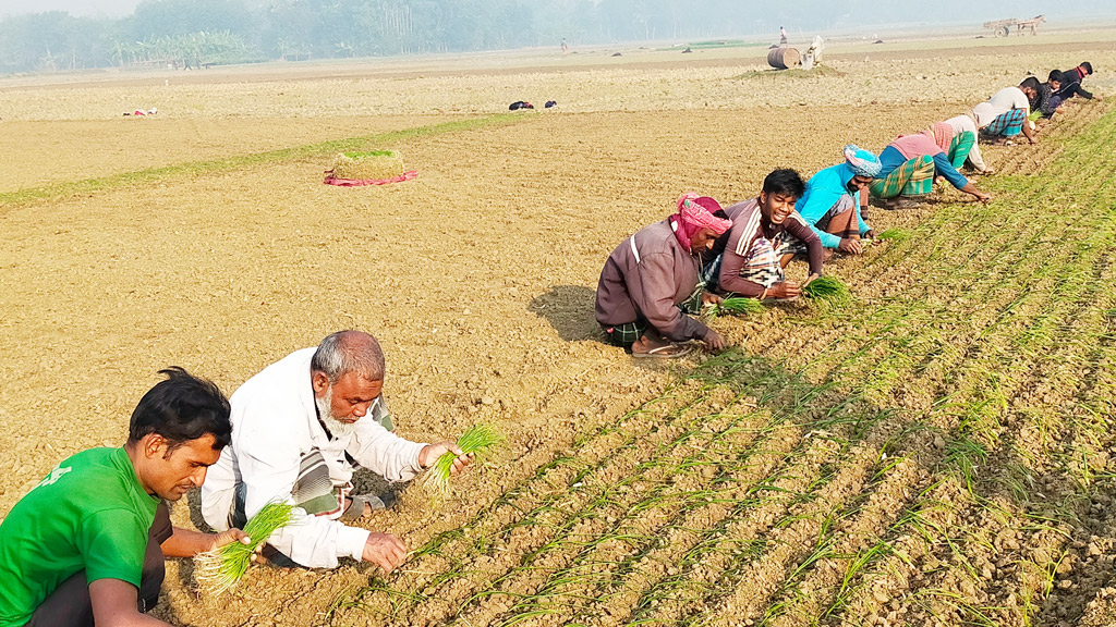 পেঁয়াজের চারা রোপণে চাষিদের ব্যস্ত সময়