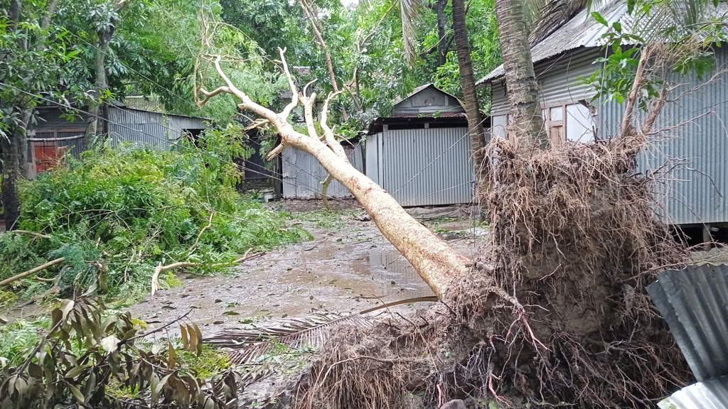 উপড়ে গেছে গাছপালা নুয়ে পড়েছে ফসল