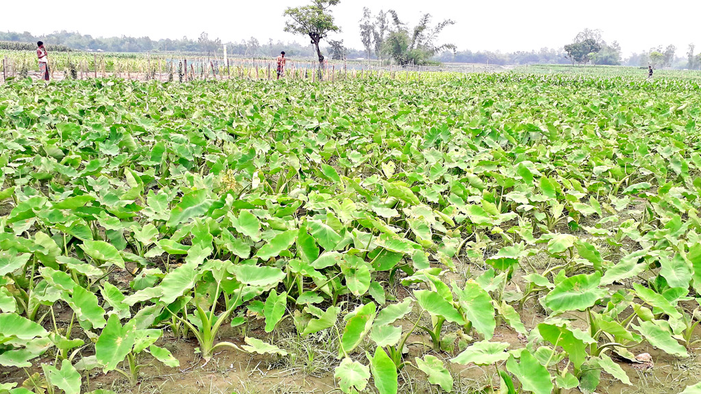 কচুর মুখিতে লাভ, চাষ বাড়ছে মিঠাপুকুরে