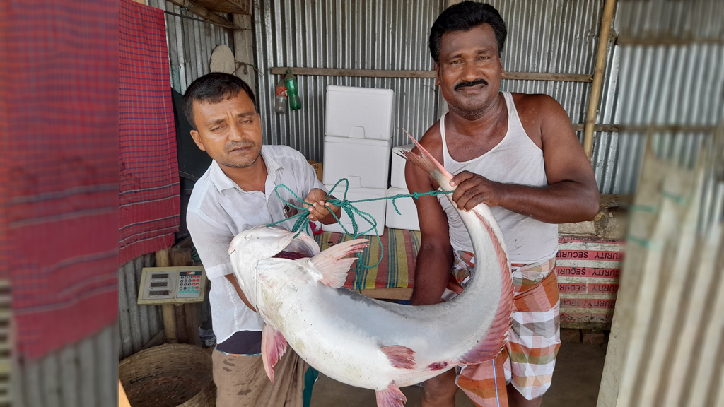 ২০ কেজির পাঙাশ ২৮ হাজারে বিক্রি