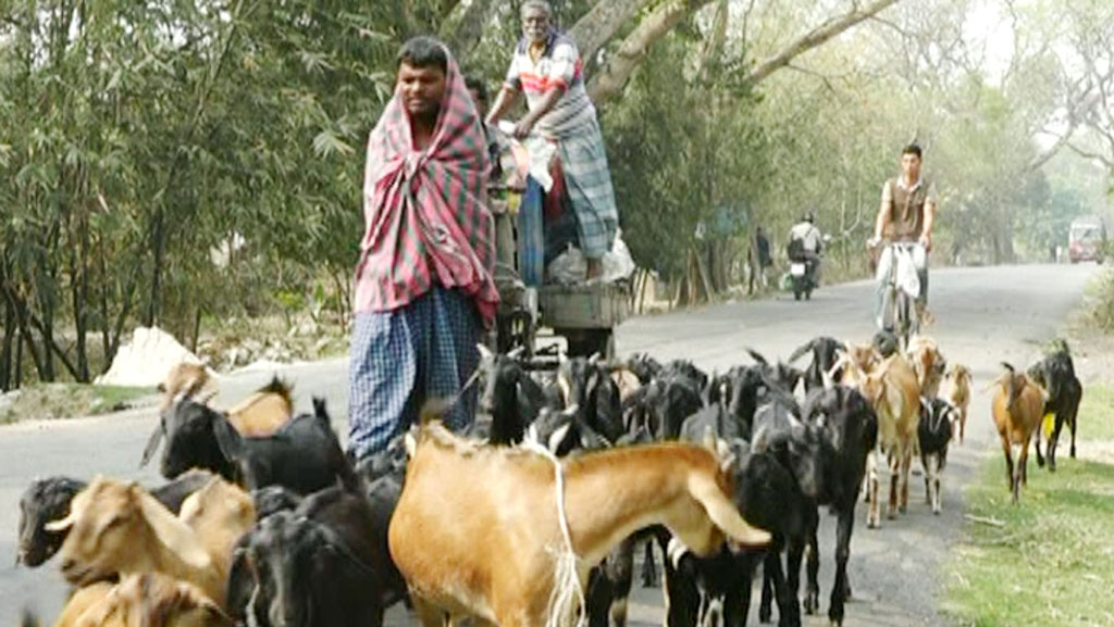 ছাগলের খামার করে সফল মেহেরপুরের সাহাকুল