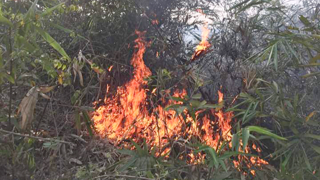 লাউয়াছড়ায় আবারও আগুন, পুড়ল ৬ একর টিলার গুল্ম–গাছগাছালি