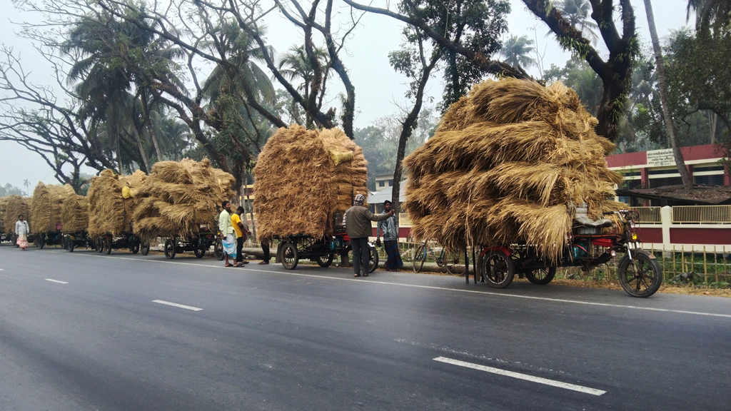 খুলনা-সাতক্ষীরা মহাসড়কে রাস্তার ওপরে বিচালির হাট বসেছে। প্রতিদিন ভোর থেকে সাতক্ষীরা, আশাশুনি ও কালিগঞ্জ থেকে ব্যবসায়ীরা পাটকেলঘাটায় ভ্যানে করে বিচালি নিয়ে আসেন। গরুর জন্য এগুলো কিনে নিয়ে যান খামারিরা। পাটকেলঘাটার কুমিরা, সাতক্ষীরা, ২০ ফেব্রুয়ারি ২০২৪ ।: ছবি মুজিবুর রহমান