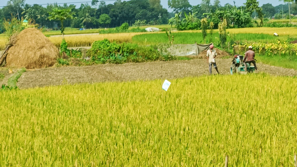 মাঠে মাঠে কৃষকের এখন ব্যস্ততা। ধান কাটা, জমিতে হালচাষ এমন নানা কাজে দম ফেলার ফুরসত নেই তাঁদের। এক কৃষককে ট্রাক্টর দিয়ে জমি প্রস্তুত করতে দেখা যাচ্ছে। সাটুরিয়া উপজেলার ফুকুরহাটি এলাকা, মানিকগঞ্জ, ৯ নভেম্বর ২০২৩। ছবি: আব্দুর রাজ্জাক