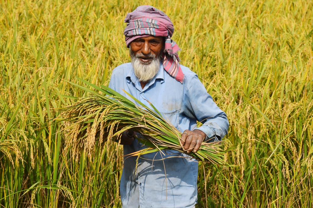 আমন ধান কাটতে শুরু করেছেন কৃষকেরা। নতুন ফসল ঘরে তোলার আনন্দে হাসি ফুটে উঠেছে তাদের মুখে। ছবি: মিলন শেখ