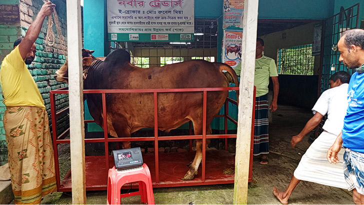 কোরবানির পশু ওজনে মেপে কেনার কী বিধান