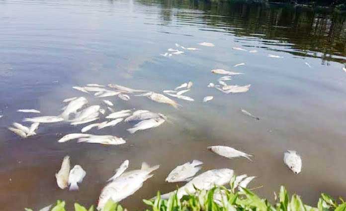 শৈলকুপায় পুকুরে বিষ দিয়ে লাখ টাকার মাছ নিধন
