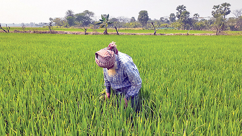 ইঁদুরের হানা, দুশ্চিন্তায় কৃষক