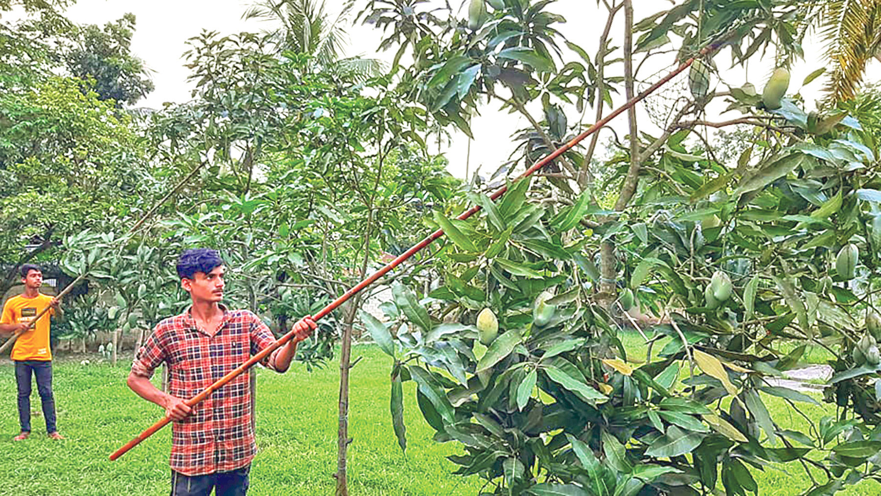 ক্রেতা নেই, গাছেই পেকে নষ্ট হচ্ছে আম