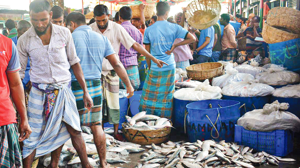 ইলিশে আশা বাড়াচ্ছে  সুপ্ত প্রজনন মৌসুম