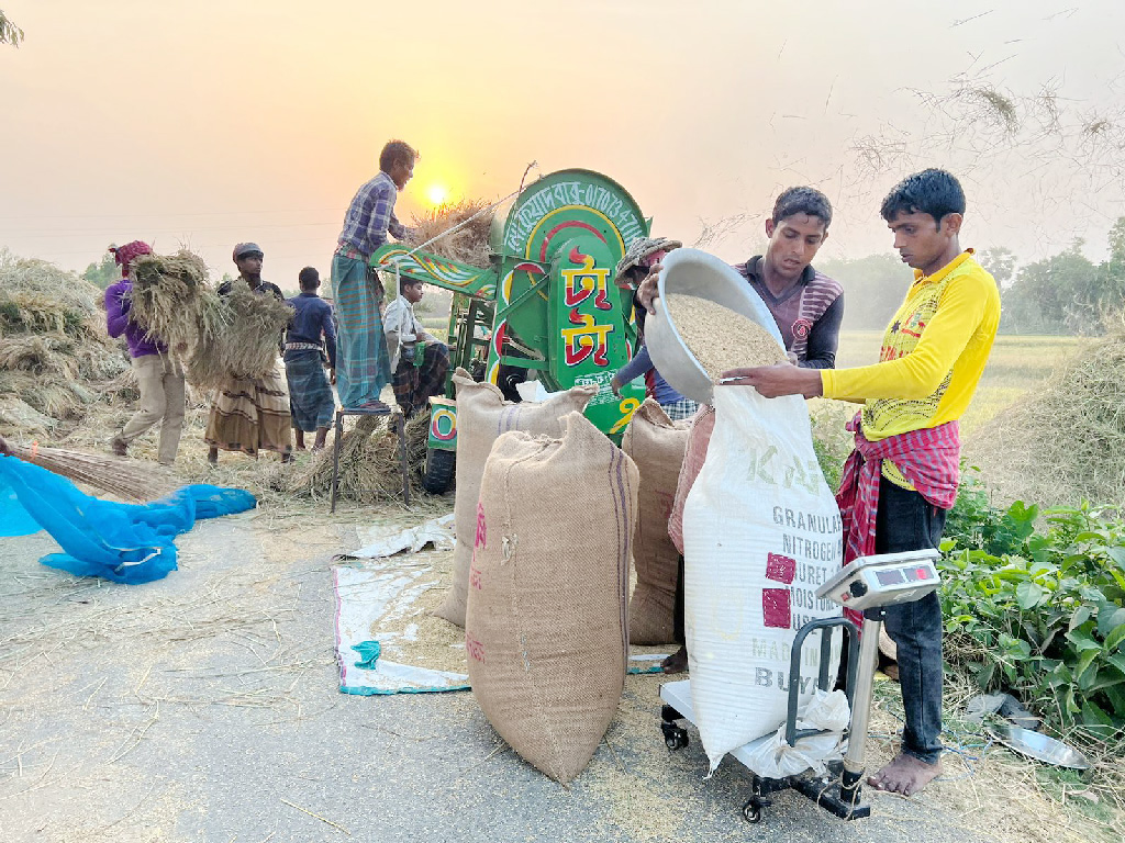 নওগাঁর ধামইরহাটে চলতি মৌসুমে বোরো ধানের বাম্পার ফলন হয়েছে। ধানকাটা ও মাড়াইয়ের কাজে ব্যস্ত সময় পার করছেন কৃষকেরা। ২০ মে ২০২৩। ছবি: নূরুন্নবী ফারুকী