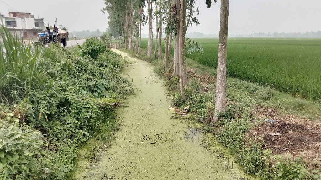 সংস্কারের অভাবে খাল সরু পানিপ্রবাহ বন্ধে ফসলহানি