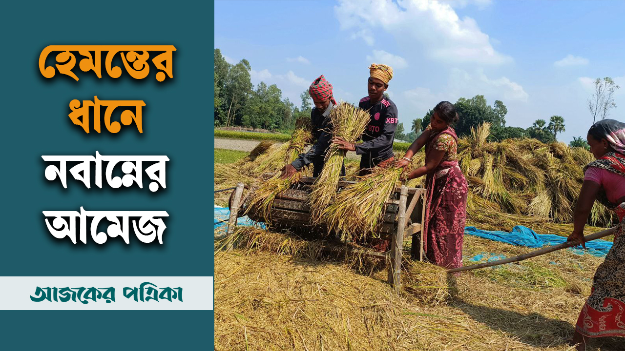 হেমন্তের ধানে বাম্পার ফলন, কৃষান-কৃষানীর মুখে হাসি