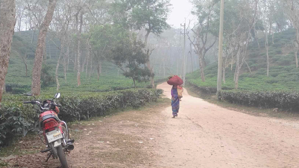 কমলগঞ্জে মৃদু শৈত্যপ্রবাহে দুর্ভোগ বেড়েছে চা-শ্রমিকদের