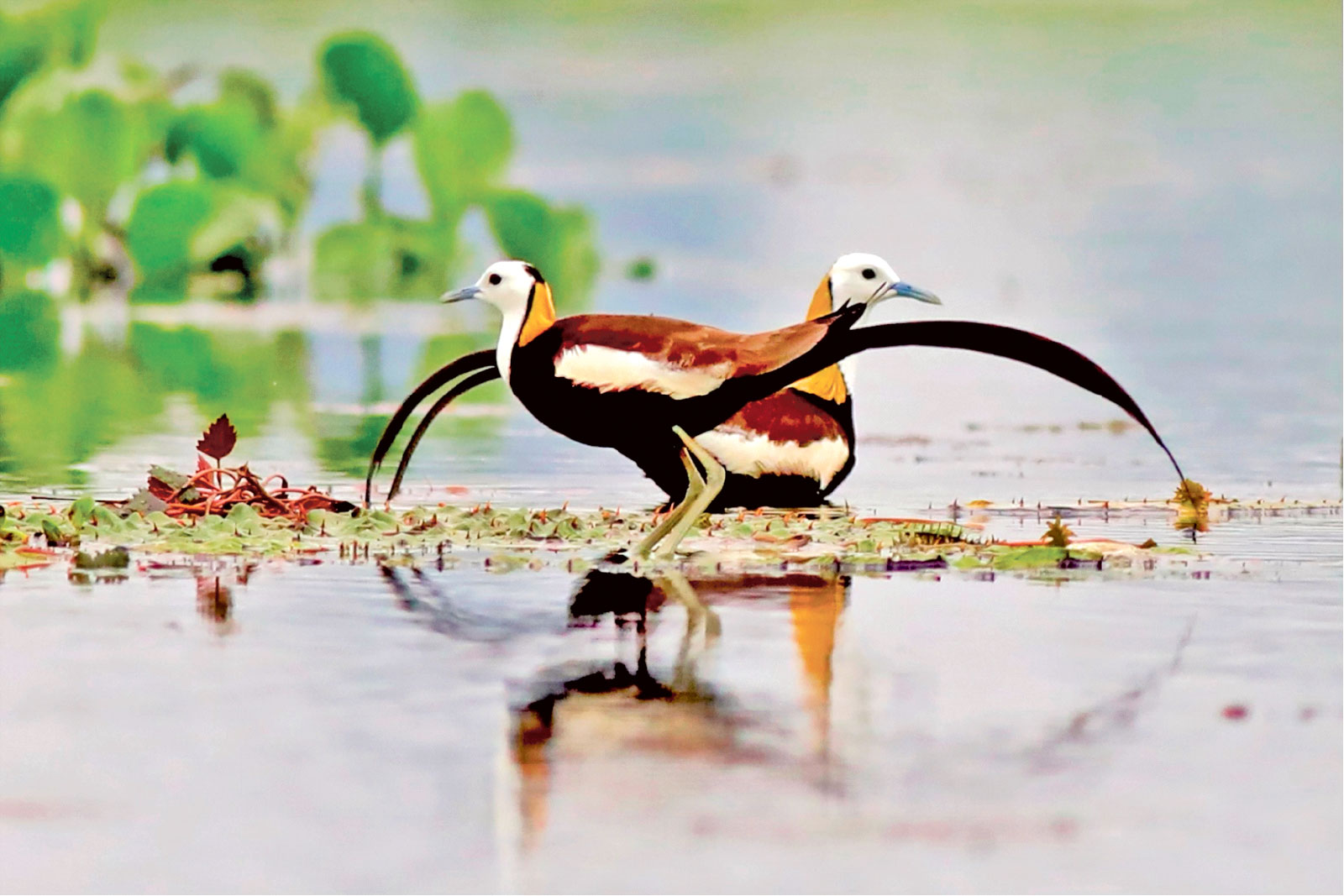 পাখির নাম জলময়ূর