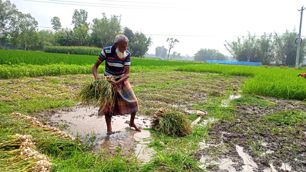 বৃষ্টিতে মাঠে কাদা-পানি বিপাকে রসুনচাষি