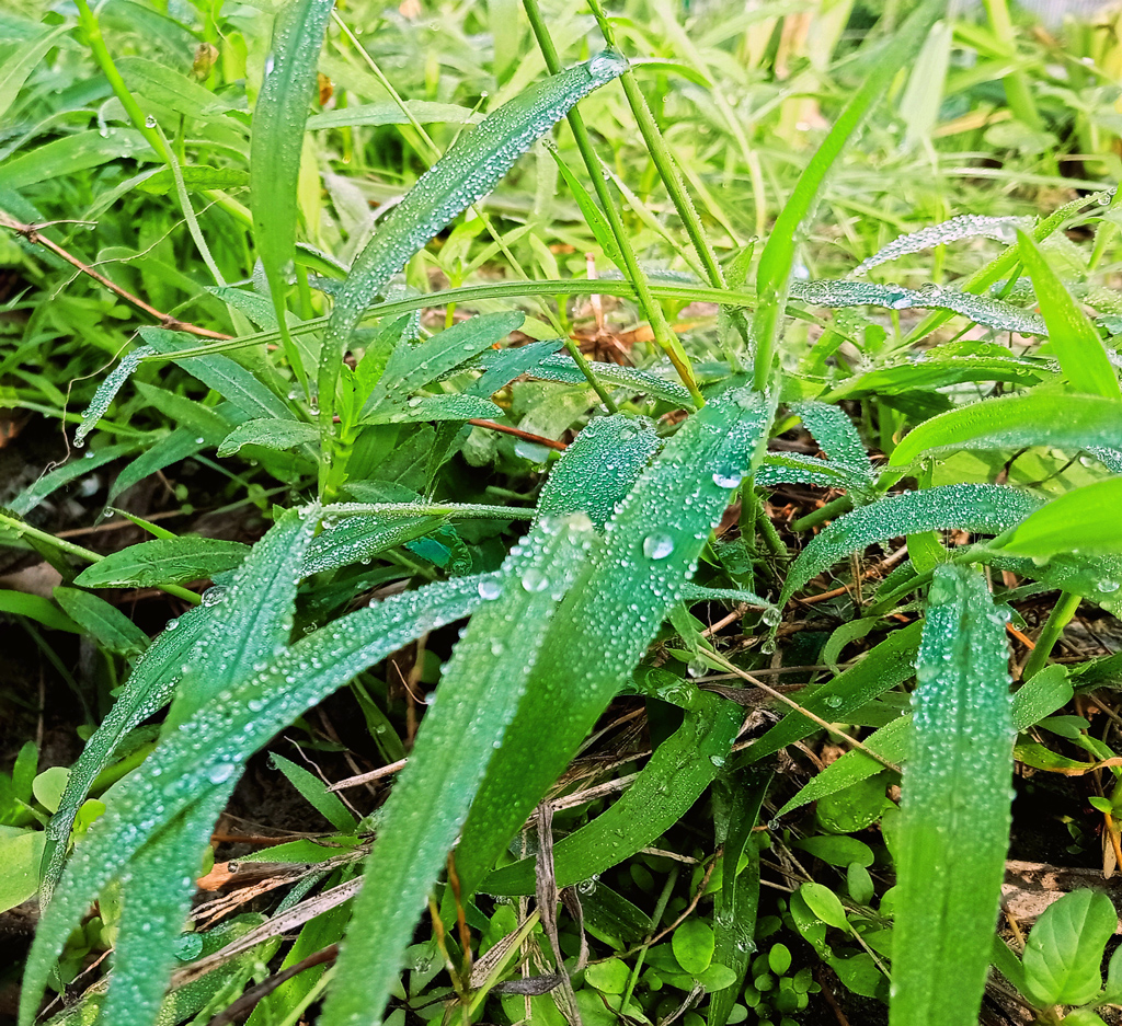 হেমন্ত মানেই শীতের পূর্বাভাস। হেমন্তের রূপালি শিশিরবিন্দু চোখে পড়তে শুরু করেছে গাছের চিরল পাতায়, সবুজ ঘাসে। ঘিওরের বানিয়াজুরী এলাকা, মানিকগঞ্জ, ১৯ অক্টোবর ২০২৩। ছবি: আব্দুর রাজ্জাক