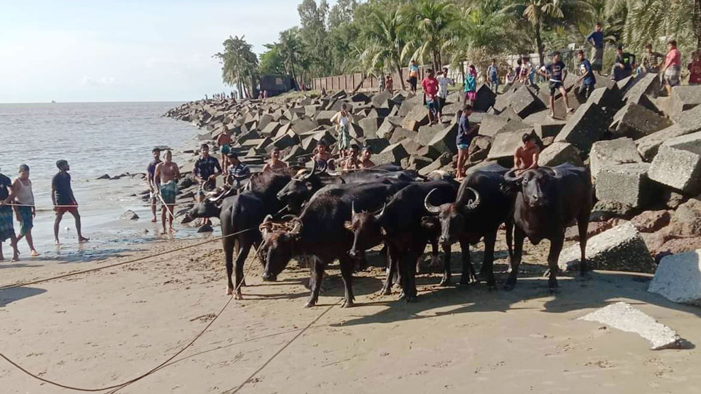 সীতাকুণ্ড উপকূলে ভেসে এসেছে শতাধিক মহিষ