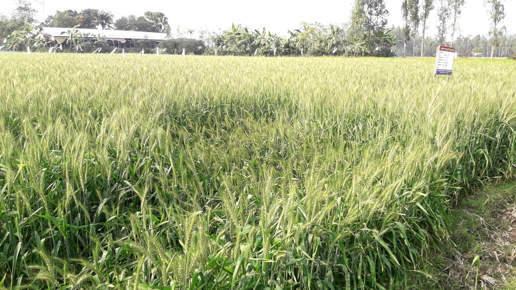 তাড়াশে গমের চাষ বেড়েছে লাভের আশা কৃষকদের