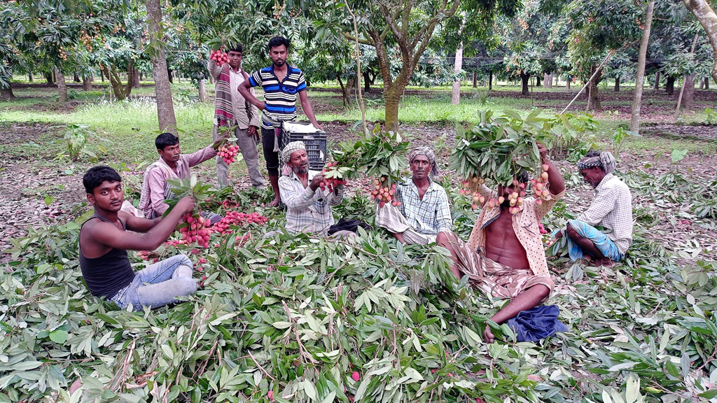 ভালো ফলন ও দামে লিচুচাষির হাসি