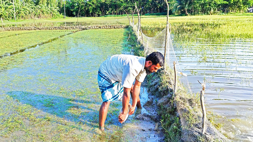 নোয়াখালীর হাতিয়া: বৃষ্টি-জোয়ারে ২৫ হাজার
হেক্টরের ফসলের ক্ষতি