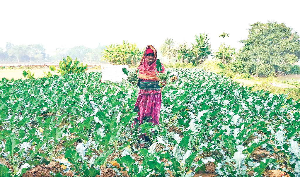 ব্রকলি চাষে নারীর ভাগ্যবদল