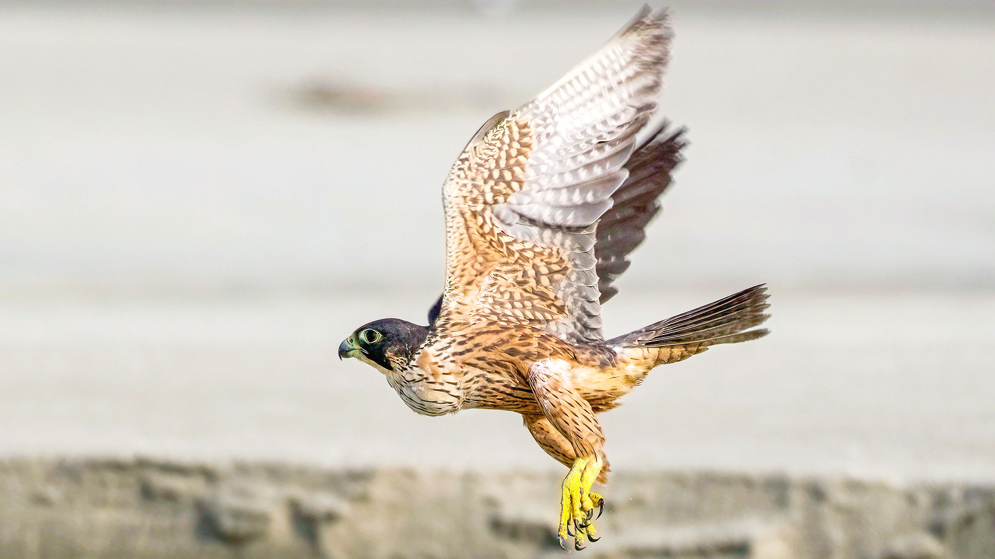 দ্রুততম পাখি শাহীন