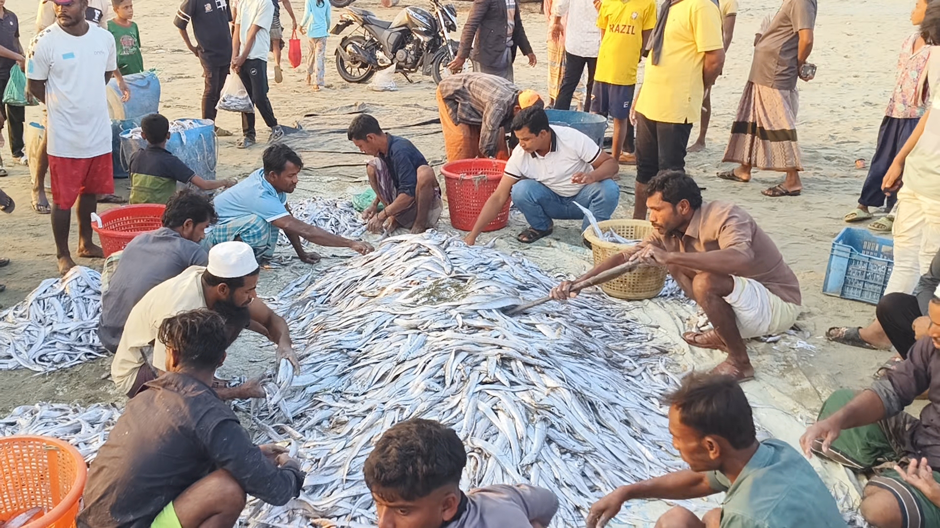 টেকনাফে জেলের জালে ধরা পড়ল ১০৯ মণ ছুরি মাছ, ৮ লাখের বেশি টাকায় বিক্রি