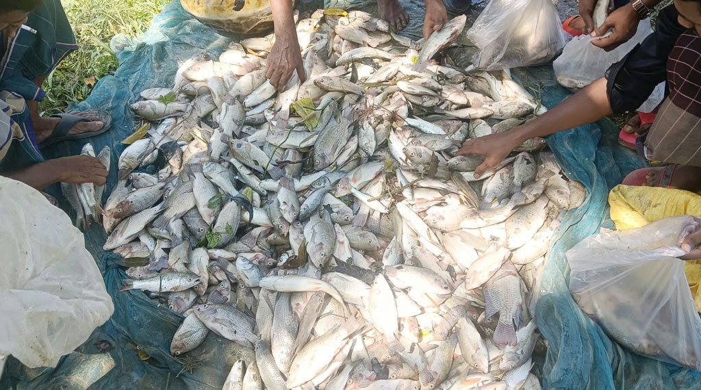 রাতের আঁধারে দেওয়া হয় বিষ, মারা গেল খামারির ৫ লাখ টাকার মাছ