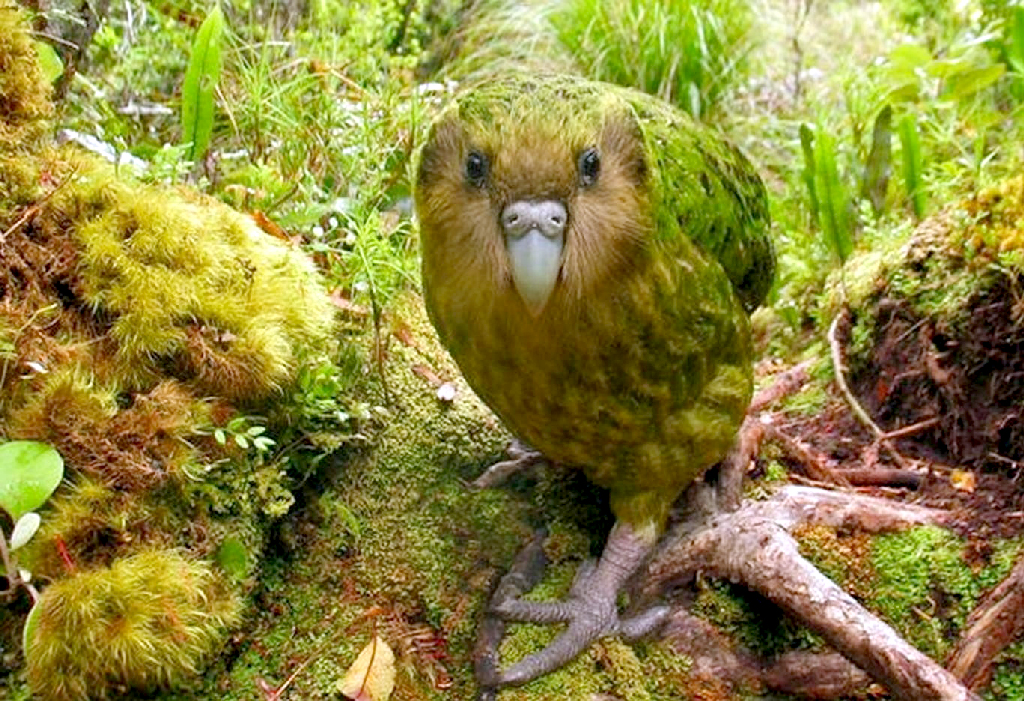 বিলুপ্তি থেকে ফিরে আসছে উড়তে না পারা একমাত্র তোতা পাখি ‘কাকাপো’