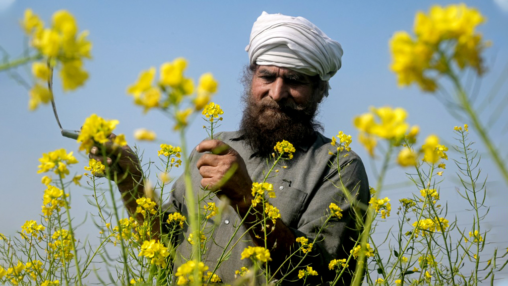 চলতি মৌসুমে মাঠে সরিষা ফুলের চাষ করেছেন এক কৃষক। পরিচর্যা করছেন যাতে ফলন ভালো হয়। ভারতের অমৃতসর থেকে ছবিটি তোলা। ছবি: নরিন্দর নানু, এএফপি।