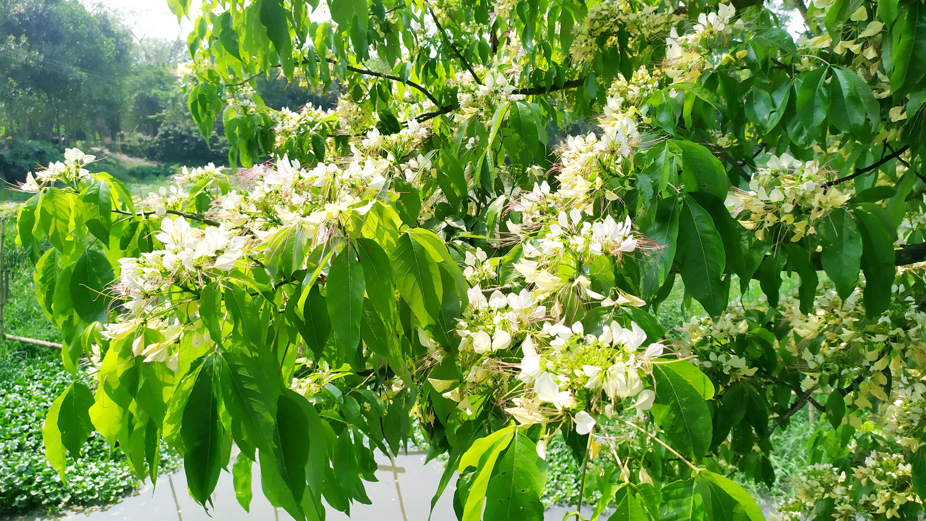 বসন্তের শেষ ভাগে কুমিল্লার গ্রামাঞ্চলে বরুণ ফুলের রঙিন ছোঁয়া
