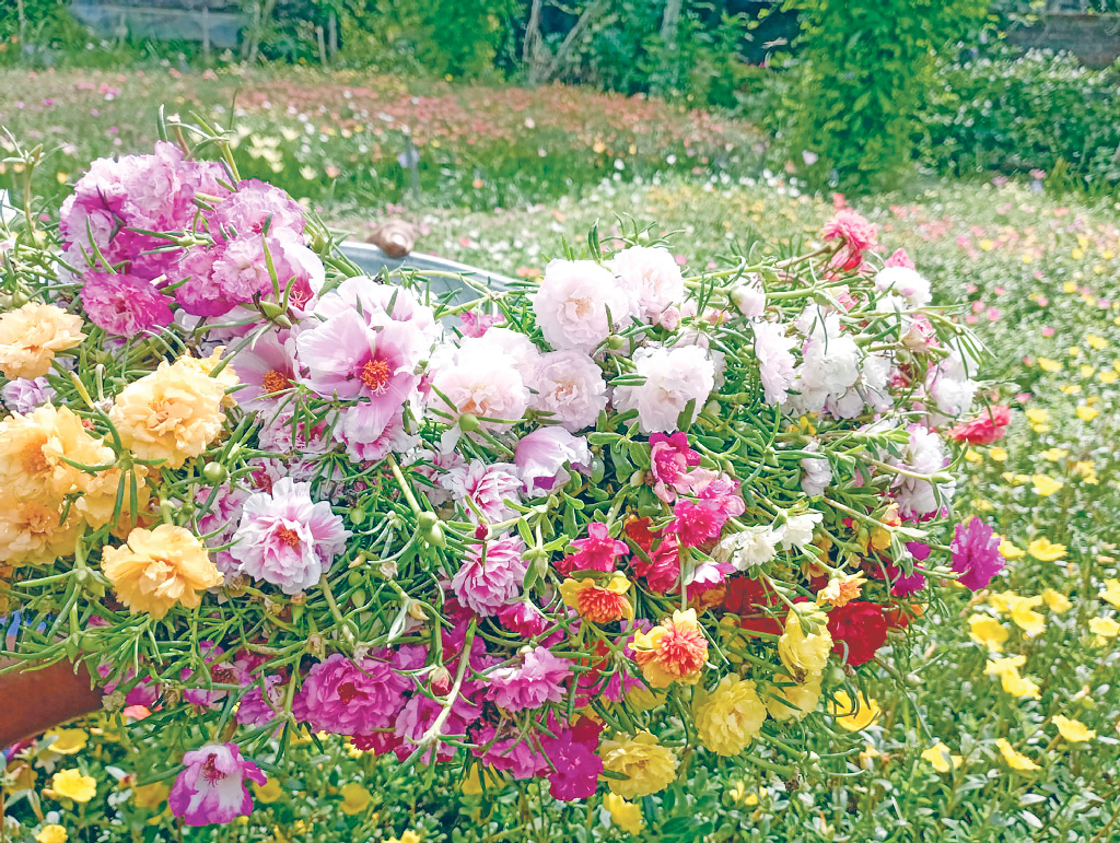 চন্দ্রিমার ব্যবসায় ভরা মৌসুম