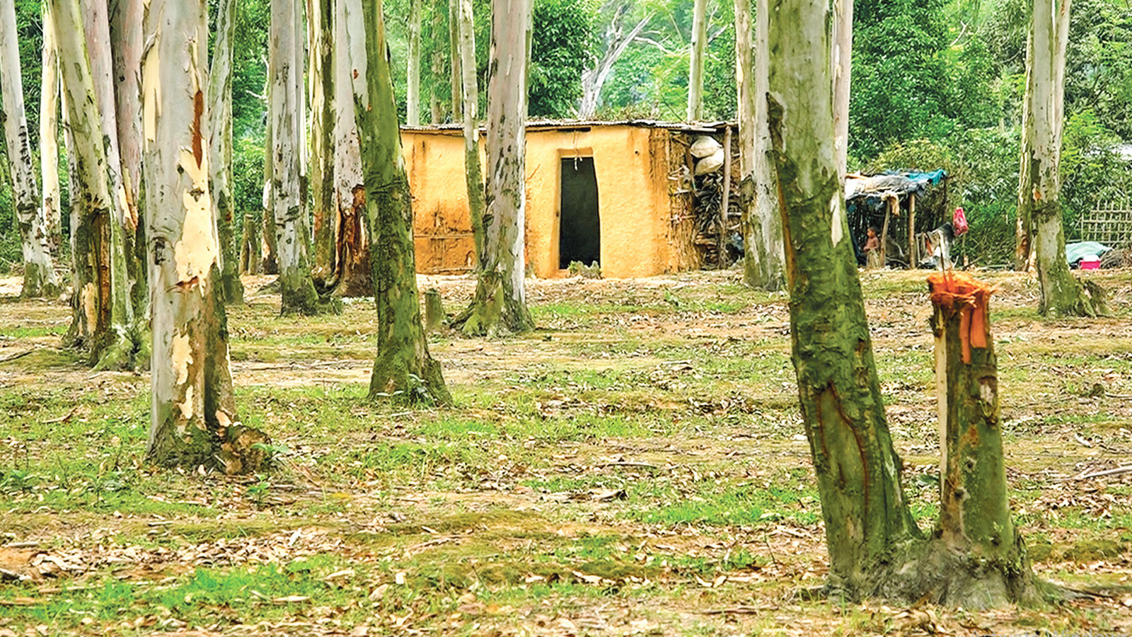 বনের গাছ কেটে বসতি