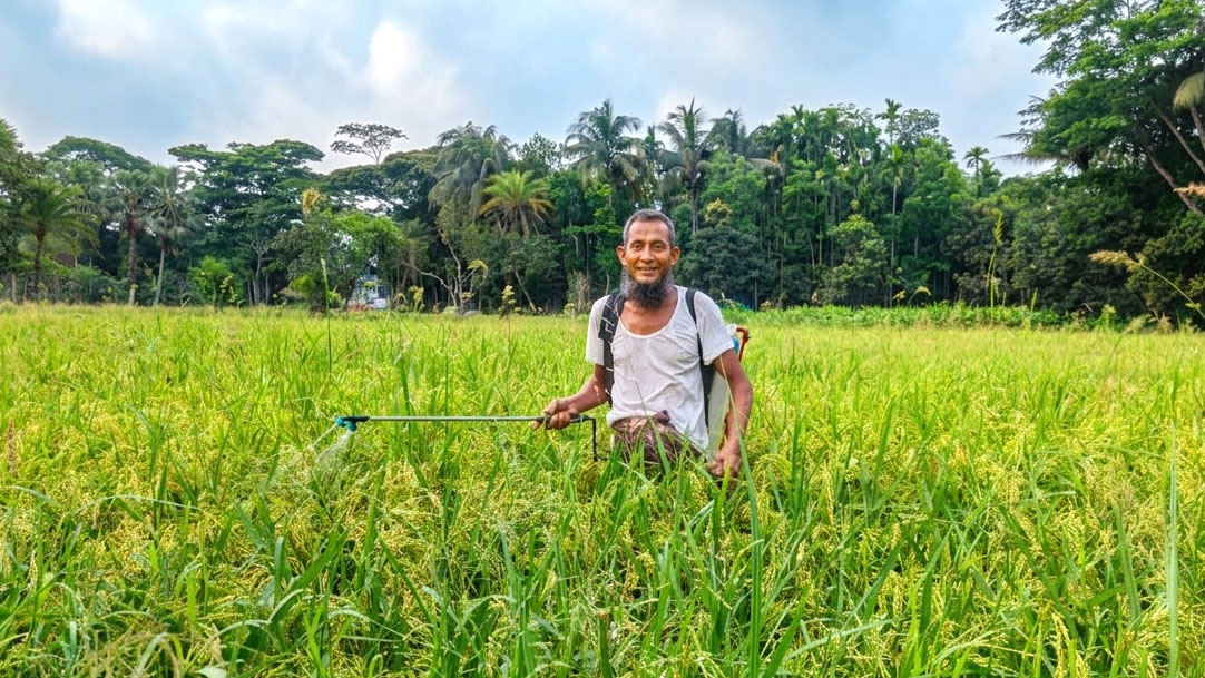 ফরিদগঞ্জে সবুজ ধানখেতে উঁকি দিচ্ছে শিষ, পরিচর্যায় ব্যস্ত কৃষক