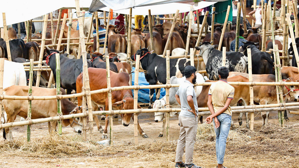 এক গরুর হাটেই সরকারের গচ্চা ৭৭ লাখ
