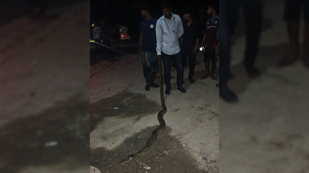 গাজীপুরে ট্রাকস্ট্যান্ড থেকে ৯ ফুট লম্বা অজগর উদ্ধার