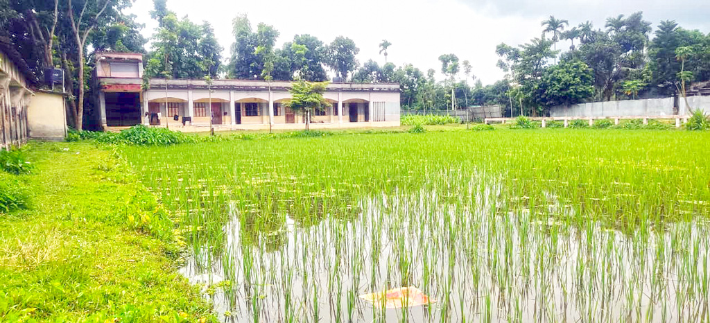 বিদ্যালয়ের মাঠে ধান চাষ