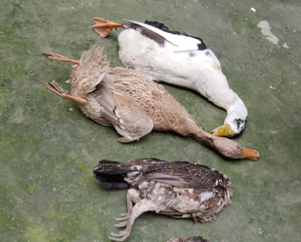 বিষক্রিয়ায় শতাধিক হাঁস-মুরগি মেরে ফেলার অভিযোগ প্রতিবেশীর বিরুদ্ধে