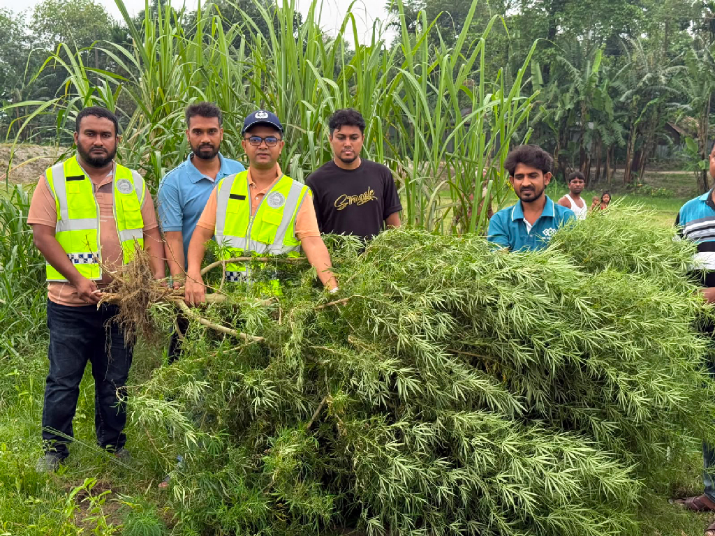 ভূরুঙ্গামারীতে ১০ ফুট উচ্চতার গাঁজা গাছ জব্দ
