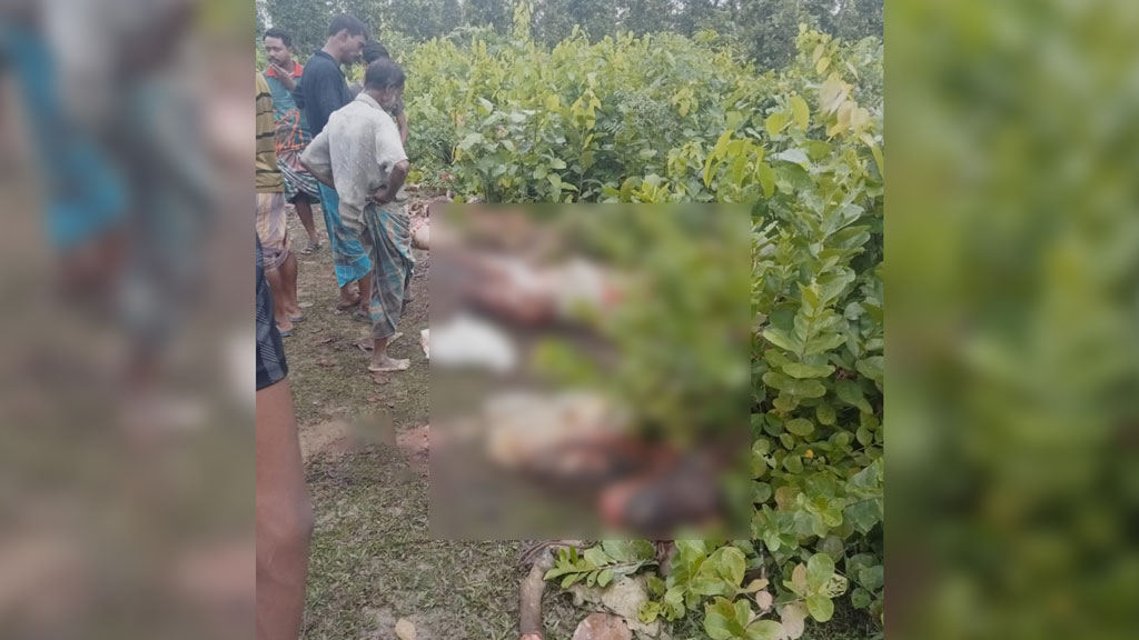 শ্রীপুরে গভীর জঙ্গলে মিলল ১২ ঘোড়ার দেহাবশেষ, উধাও মাংস