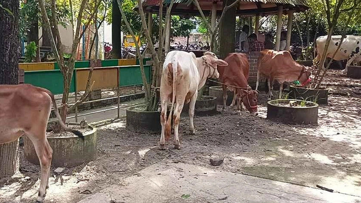 খামারে মিলল পাঁচ চোরাই গরু, বাবা-মেয়েসহ আটক ৩