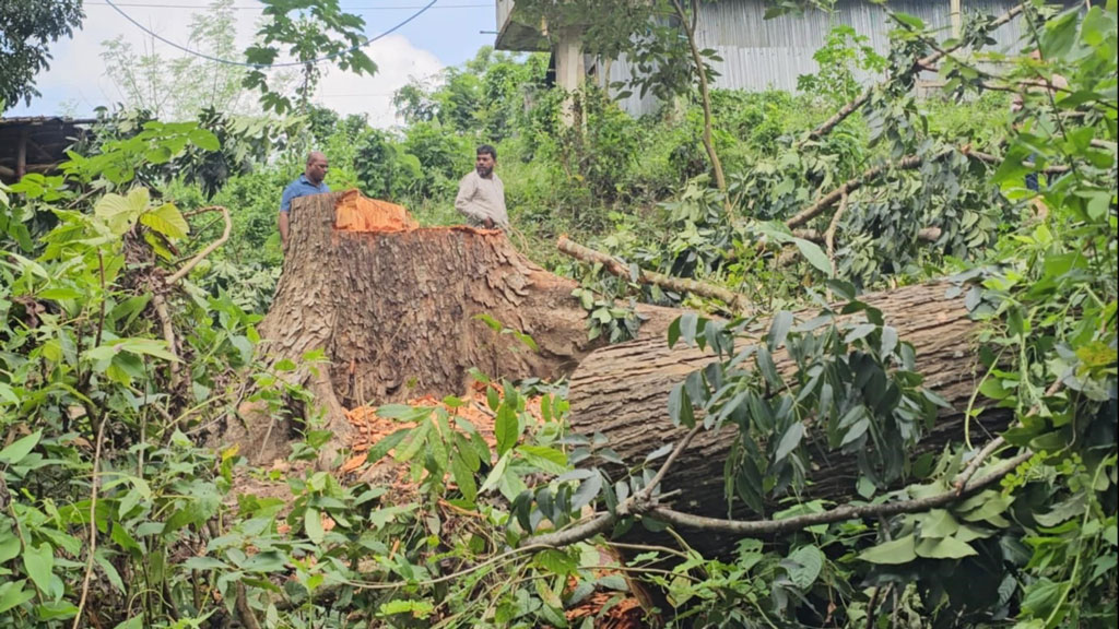 বান্দরবানে সরকারি জায়গা থেকে ৩৫ লাখ টাকার গাছ কেটে ফেলার অভিযোগ