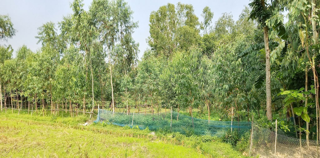মান্দায় ফসলি জমিতে হচ্ছে নিষিদ্ধ ইউক্যালিপটাসের বাগান