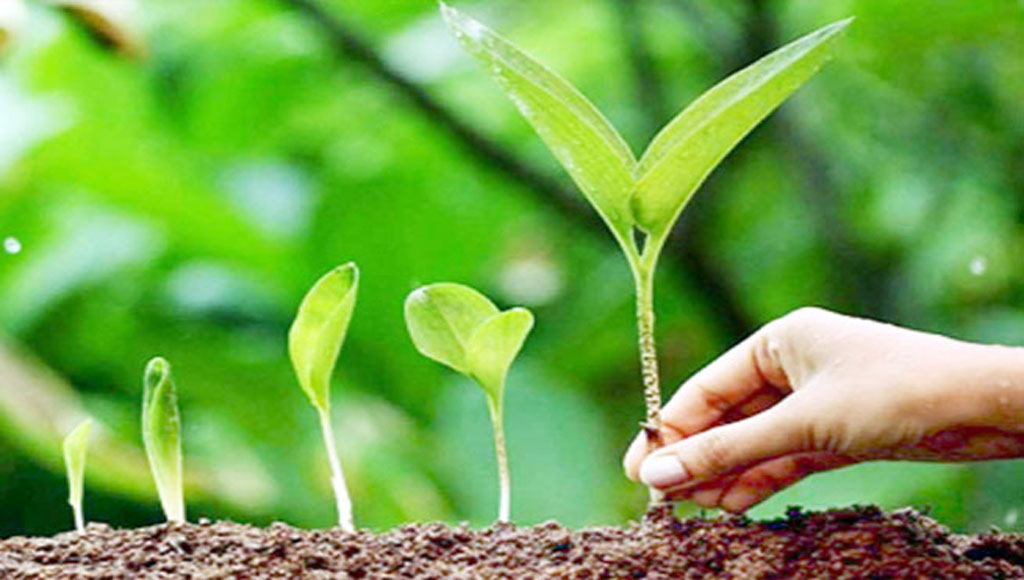 বৃক্ষরোপণে যেভাবে উৎসাহ দিয়েছেন নবীজি
