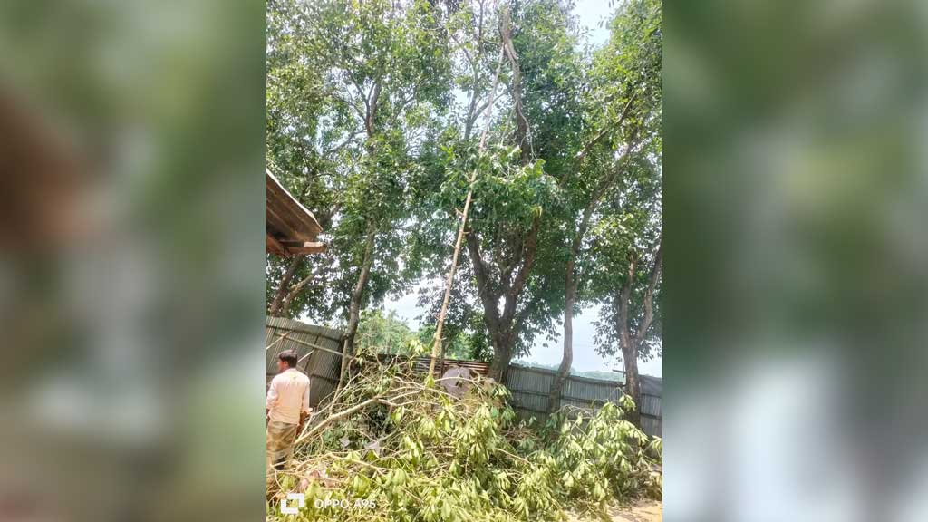 ময়মনসিংহে জামগাছ থেকে পড়ে বৃদ্ধের মৃত্যু