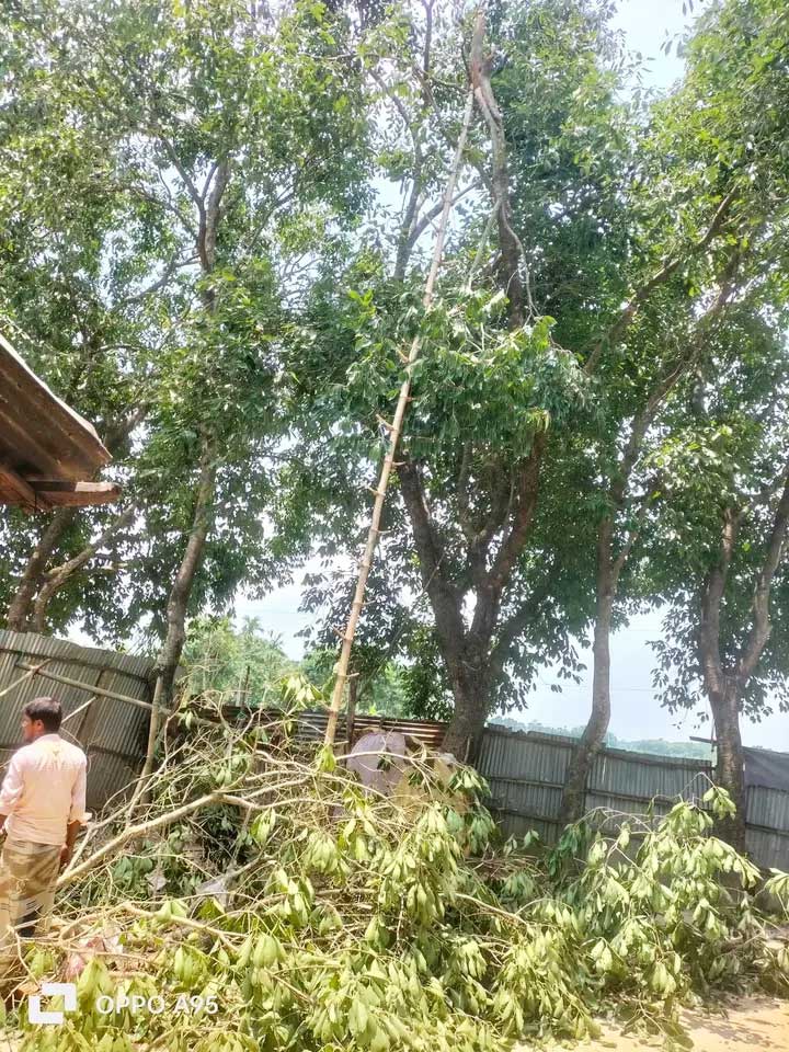 ময়মনসিংহের হালুয়াঘাটে ডাল ভেঙে যাওয়া জামগাছ। ছবি: আজকের পত্রিকা