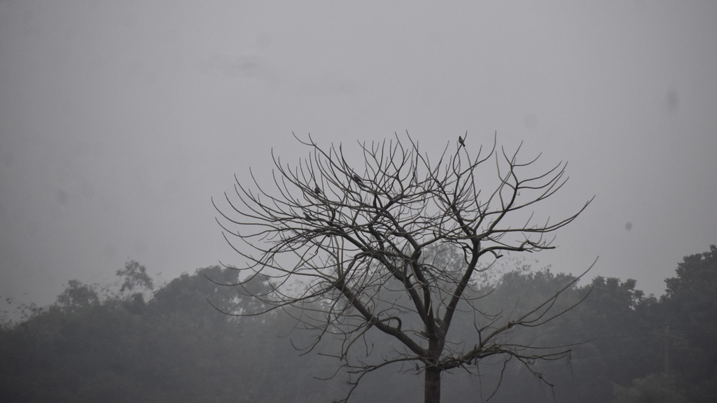 শীত প্রায় শেষ। কুয়াশাচ্ছন্ন এক ভোরে সব পাতা ঝরে যাওয়া রিক্ত গাছের অপেক্ষা, কবে আসবে বসন্ত। ফাগুনি হাওয়ার ছোঁয়ায় নতুন পাতায় সেজে উঠবে তার ডালপালা। দেওপাড়া ইউনিয়ন, গোদাগাড়ী উপজেলা, রাজশাহী, ৬ ফেব্রুয়ারি ২০২৫। ছবি: মিলন শেখ